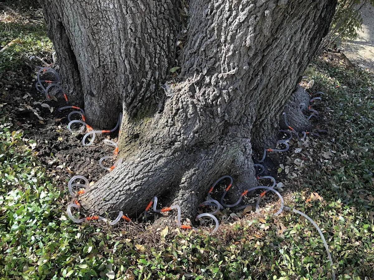 Detailed Tree Cabling and Bracing job site in Bartonsville