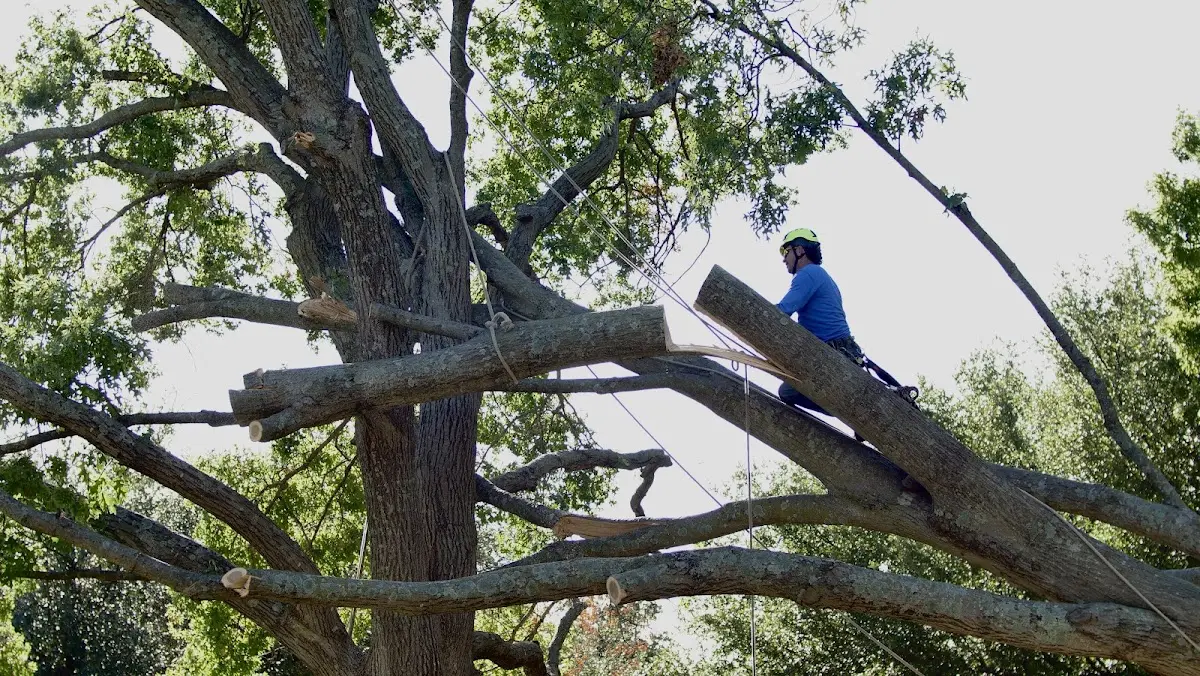 Professional Crown Thinning performed by certified arborists in Bartonsville