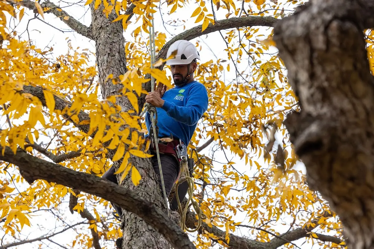 Skilled Tree Transplanting crew working in Bartonsville